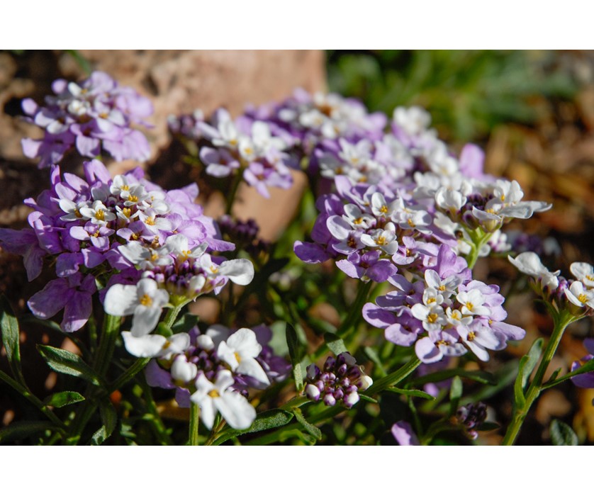 Dwarf Candytuft